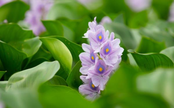 The plant was brought to British India from Brazil by a tourist in the late 19th century who was amazed by the beauty of its flower. Eventually it took over the waterbodies of the country, including Bengal. Photo: Mumit M