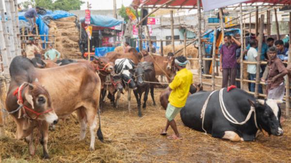 Traders bring cattle for sacrifice from different parts of the country to the capital’s largest Gabtoli cattle market on Friday ahead of Eid-ul-Azha. Photo: Rajib Dhar