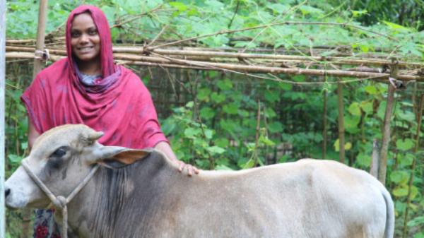 Rozina received a heifer and a cow-shed from Brac. Photo: Courtesy 