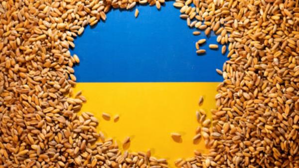 FILE PHOTO: Ukrainian flag is covered with grains in this picture illustration taken May 9, 2022. REUTERS/Dado Ruvic/Illustration/File Photo

