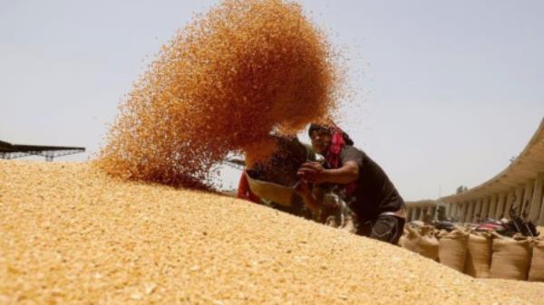 A worker sifts wheat before filling in sacks at the market yard of the Agriculture Product Marketing Committee (APMC) on the outskirts of Ahmedabad, India, 16 May 2022. Photo: REUTERS