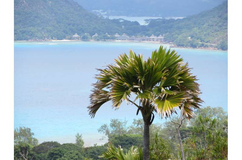 On two small islands in the Indian Ocean, an endangered palm with the world's largest seed sows a lesson a<em></em>bout landscape restoration