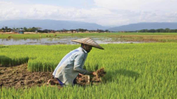 The Boro season, spanning from December to March, represents the peak cropping period, yielding over two crore to<em></em>nnes of rice annually. File Photo: Noor-A-Alam/TBS