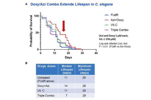 Mitochondria-targeting antibiotics extend lifespan in C. elegans