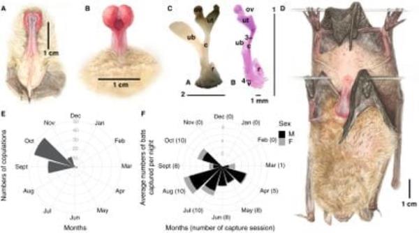 The erect penis of the serotine bat ('Eptesicus serotinus') in Figures A and B, with a 1-centimeter scale, as shown in the study